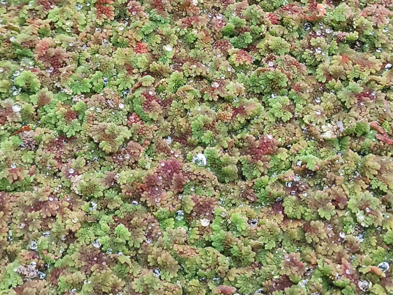 Feenmoos - Azolla mexicana